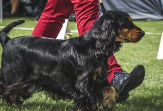 Bark in the Park