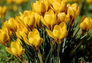 Spring Open Day